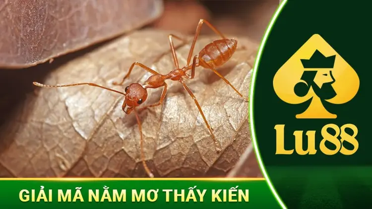 Giải Mã Nằm Mơ Thấy Kiến Mang Điềm Báo Lành Hay Dữ?