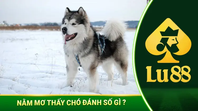Nằm Mơ Thấy Chó Đánh Số Gì Để Trúng Mánh?