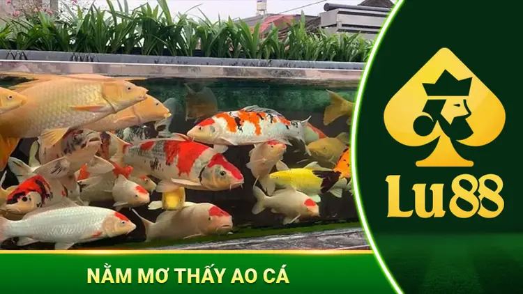 Mơ Thấy Ao Cá - Bật Mí Ý Nghĩa May Mắn Và Con Số Phát Tài
