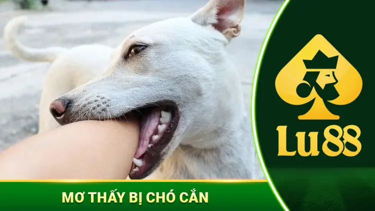 Mơ Thấy Bị Chó Cắn - Con Số May Mắn Đằng Sau Giấc Mơ