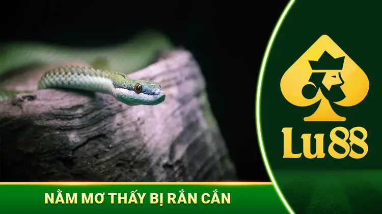 Mơ Thấy Bị Rắn Cắn Và Điềm Báo Cho Những Thay Đổi Sắp Tới 